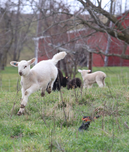 KAREN VIBERT-KENNEDY/Sun-Gazette A lamb leaps at the at Owens Farm near Sunbury.